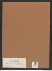 Stephanopyxis turris v. parvispina Grun. (de-Toni-Nr.: Genus 187, Species 4624) Zeichnungen Sammlung Grunow Mappe 04536 (Herbarium_W_Grunow_drawings_Folder_04536)
